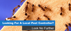 local pest control near me