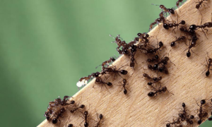 pest control near me ants
